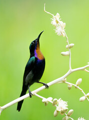 Sunbird Feeding On Areca Flower