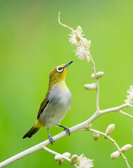 Obraz premium Oriental White Eye On Areca