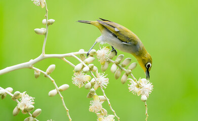 Oriental White Eye On Areca