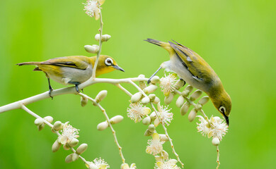 Oriental White Eye On Areca