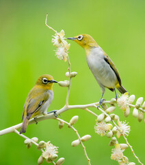 Oriental White Eye On Areca