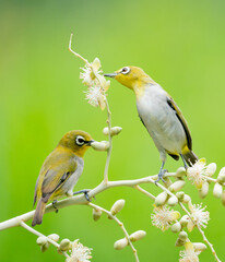 Oriental White Eye On Areca
