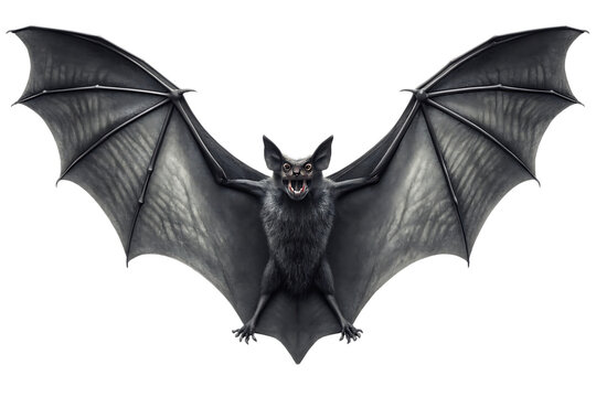 A dark bat with its wings spread wide open against a black background showing its teeth and ears