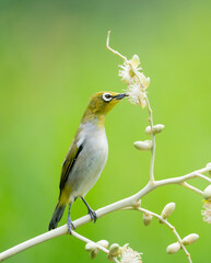 Oriental White Eye On Areca