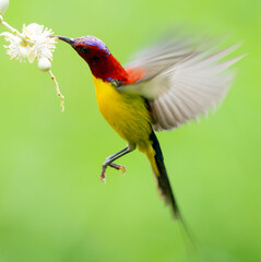 Sunbird Feeding On Areca Flower