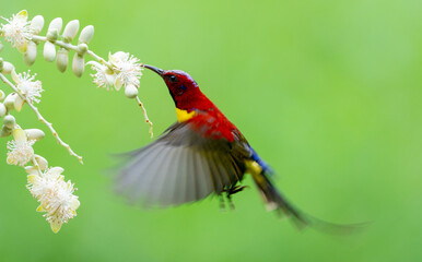 Sunbird Feeding On Areca Flower