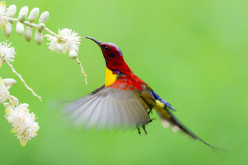 Sunbird Feeding On Areca Flower