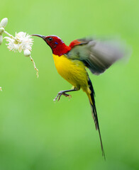 Sunbird Feeding On Areca Flower