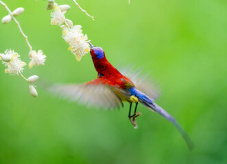 Sunbird Feeding On Areca Flower