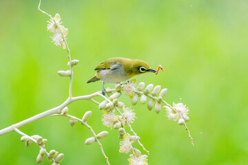 Oriental White Eye On Areca