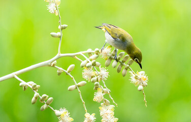 Oriental White Eye On Areca