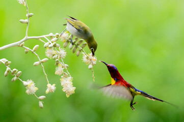Oriental White Eye On Areca
