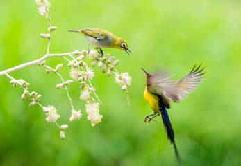 Sunbird Feeding On Areca Flower