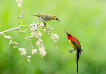 Sunbird Feeding On Areca Flower