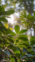 Abstract Green Leaves with Sunlight and Bokeh Background