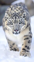 Snow Leopard in Snowy Landscape