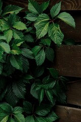 green leaves on wooden background