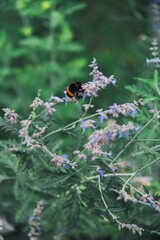 Bee on a lilac flowers 