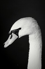 Black and white portrait of a white swan close up