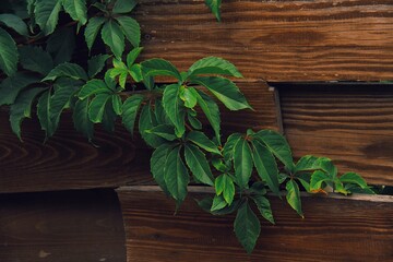 fresh green herbs on wooden background
