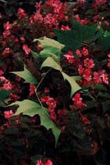 Red pink flowers and green leaves 