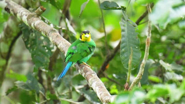 Long-tailed Broadbill (Psarisomus dalhousiae ) birds perched on a branch birdwatching in the forest.