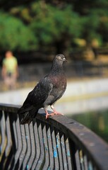 a dove on an iron fence