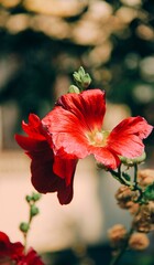 red hibiscus flower © Nastyusha666