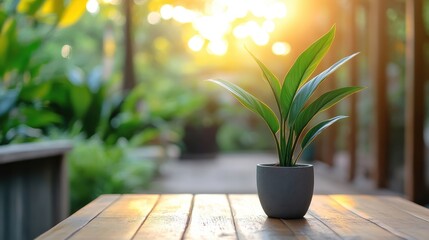 Green Plant in Gray Pot on Table with Soft Sunlight Background