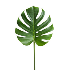 Monstera Leaf with Natural Splits and Glossy Texture on White Background