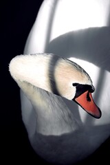White swan on a dark lake