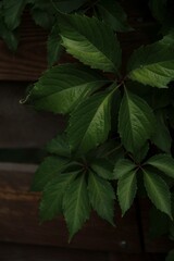 green leaves on wooden background