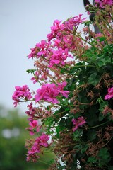 pink flowers in the garden