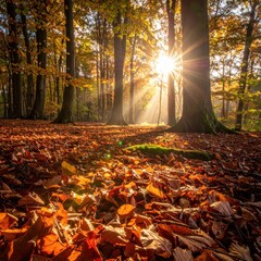 Autumn Sunlight Streams Through Forest Trees.