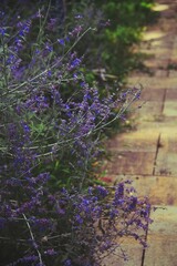 lavender field on a path 
