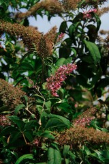 Pink small flowers and green leaves 