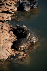 turtle on the water