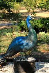 peacock in the park