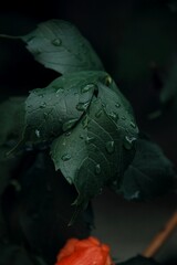 water drops on a green leaf