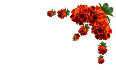 isolated marigold flowers. for marriage and festivals traditional
