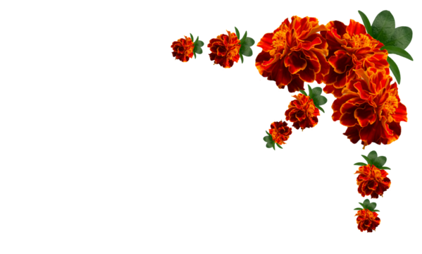 isolated marigold flowers. for marriage and festivals traditional