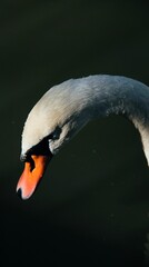 mute swan portrait