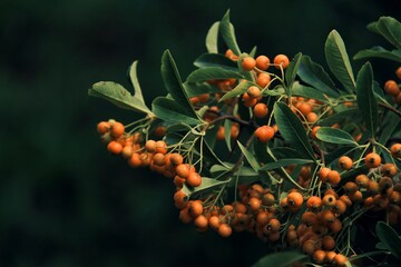 red berries of a rowan