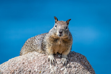 California ground squirrel on a rock along the shore