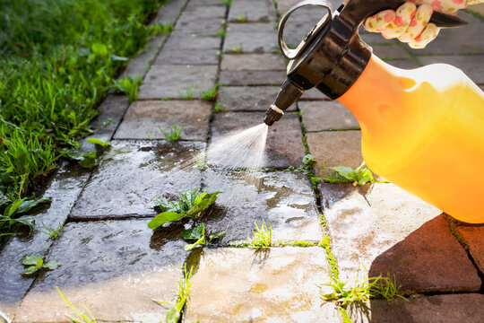 Weed Spray Killer Remove with Herbicides in Paving Stones. Spray Weed Killer in Garden Path. Get rid of Weeds.
