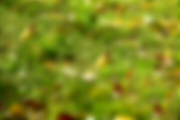 Background of autumnal colors of blurred leaves