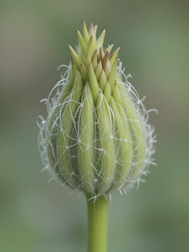 Scentless Mayweed (Tripleurospermum inodorum). Budding Capitulum Closeup