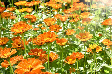 A field of orange color zinnia flowers in full bloom