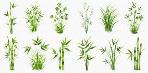 A collection of diverse green bamboo and grass plant illustrations, featuring various styles and growth stages on a transparent background.