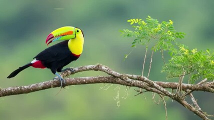 Colorful toucan bird perched on tree branch in tropical rainforest, showing vibrant beak, exotic wildlife, nature beauty, biodiversity, and tropical jungle ecosystem captured in 4k video